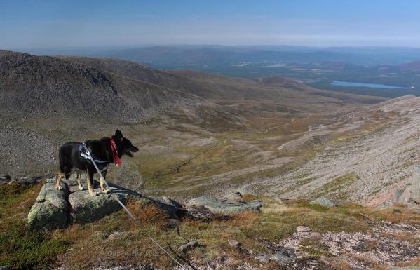 Moraqy the dog stood on a rock looking over the edge into a wide corrie. The ground is grassy and bouldery. There is a loch in the distance in the haze.