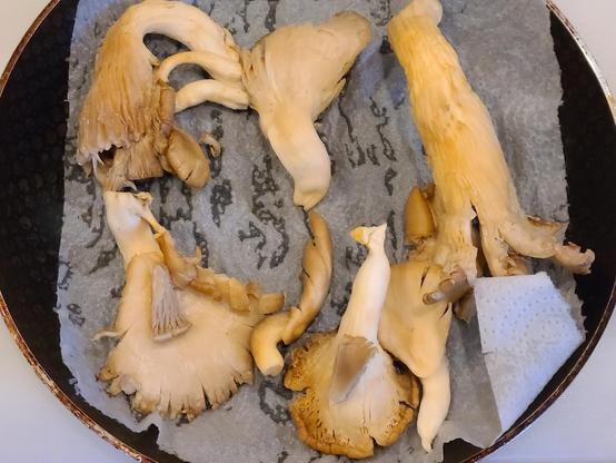 Chanterelle mushrooms 