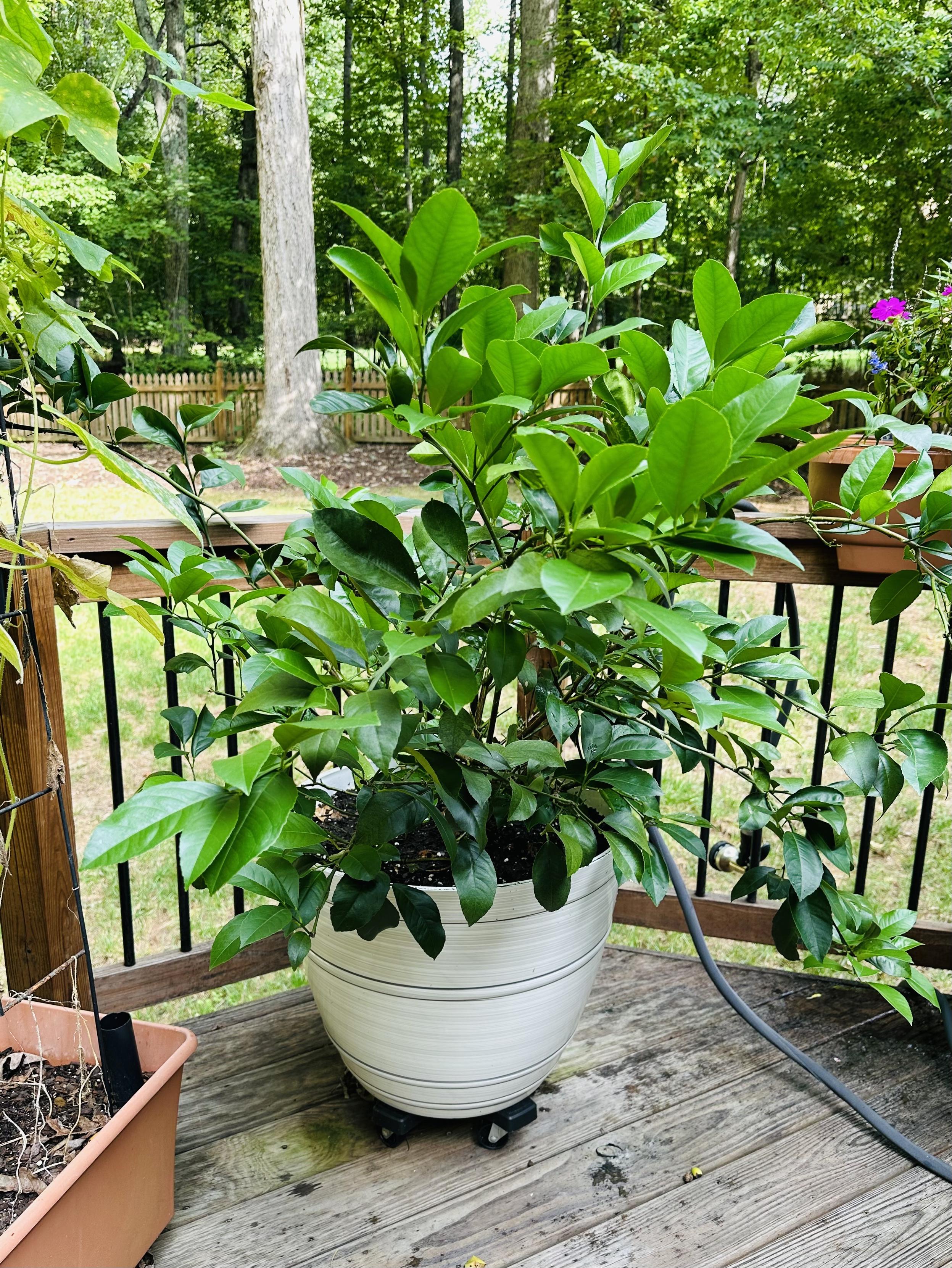 A bushy little lemon tree sits in a large grey pot on my deck with lots of new growth all over. 