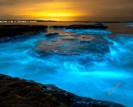 Bioluminescence at Jervis Bay, Australia