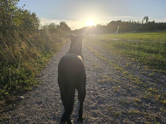 Hund im Sonnenuntergang 