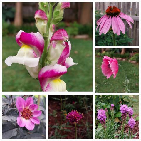 6 blooms from top left
Cherry Twist Snap dragons, white w dark pink rounded edges, purple coneflower w busted up thistle head, bread poppy nodding it's blossom, fuzzy spikes of purple blazing star, a single tiny globe amaranth ball (small), hot pink dahlia single petal with dark foilage