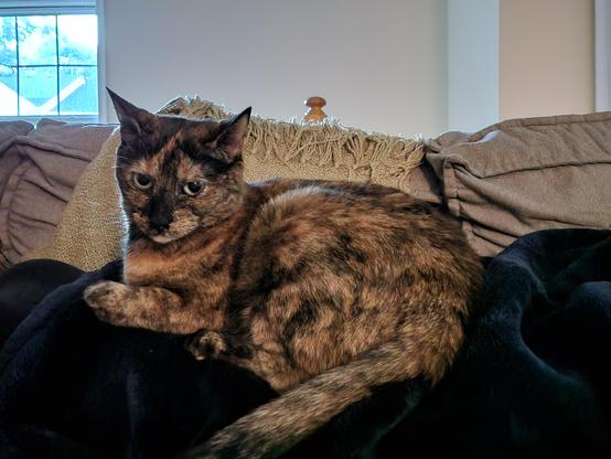 Tortishell cat (Littlefoot) laying on her human slave