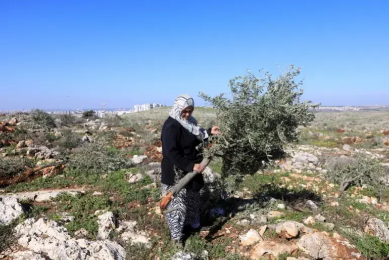 A Palestinian olive farmer checks damages to her olive trees near Salfit in the occupied West Bank [File: Alaa Badarneh/EPA]