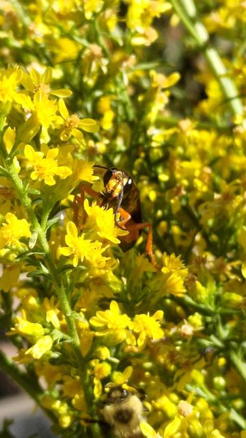 A large yellow, orange, and black Great Golden Digger wasp stares at the camera out of a clump of yellow goldenrod blooms.
