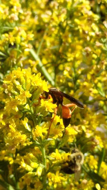 A large yellow, orange, and black Great Golden Digger wasp, a rear view. You can see her golden thorax, black stinger, and black wings. Her face is buried in a clump of yellow goldenrod blooms.