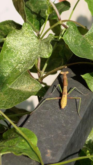 A brown and green Carolina mantis is perched on a black hose holder in the midst of honeyvine milkweed leaves.