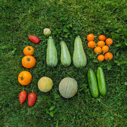 Fruits and vegetables displayed for record keeping. There are red and orange tomatoes, light green zucchini, some small netted skin melons, 2 green cucumbers, and one tomatillo in the husk.