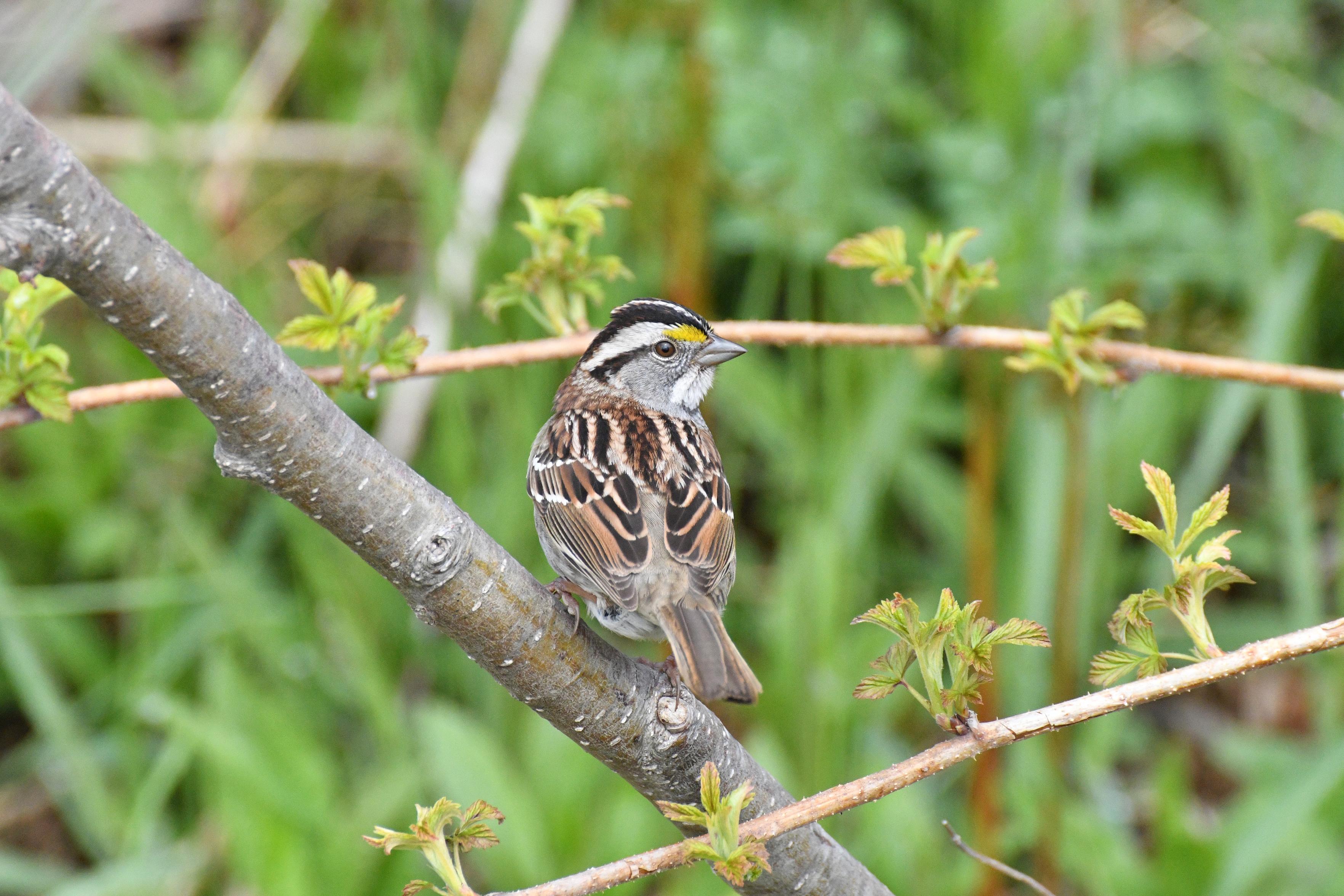 A%20white%20throated%20Sparrow%20(tiny%20bird%20brown%20speckled%20bird%20with%20a%20grey%20head%2C%20black%20eye%2Fhead%20stripes%2C%20a%20yellow%20%22eyebrow%22%20and%2C%20you%20guessed%20it%2C%20a%20white%20throat!)%20facing%20away%20from%20you%2C%20head%20turned%20to%20the%20side%20with%20a%20calm%20look%20amid%20green%20foliage.