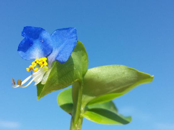 Deep blue sky, but deeper blue dayflower.
