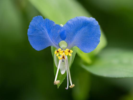 Closeup of a dayflower. The flowers last only a single day, opening in the morning and withering at dusk.