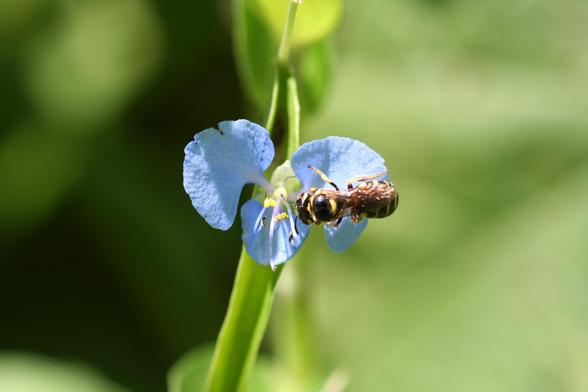 A bee visits a dayflower.
