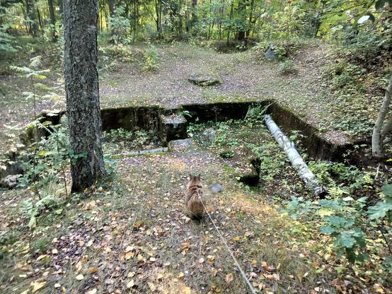 My cat is looking at the old stone foundations in the forest. 