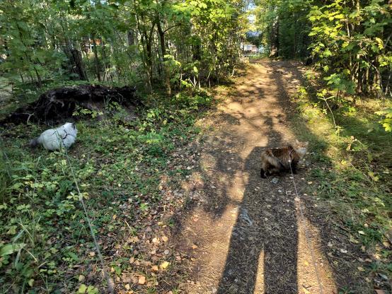 My cats are walking on a leash in the forest. I have a long shadow in the photo. 