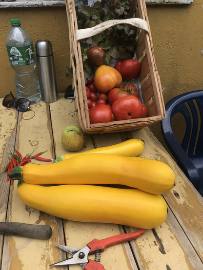 Gartentisch mit gelben Zucchini, Spankorb mit Tomaten und Salatkopf.