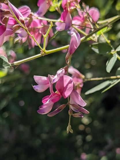 Bush clover in bloom.