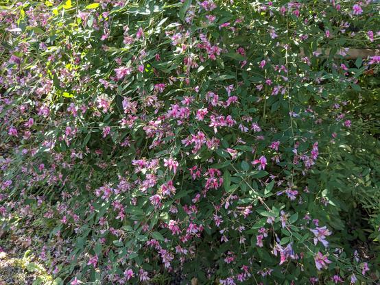Bush clover in bloom at Nashinoki-jinja.