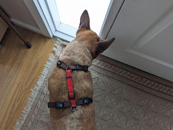 Photo looking down at a red/brown dog wearing a black and red harness. The dog has its nose to the front door of a house, waiting for it to open so she can run out.