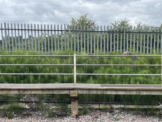 Railway siding with a thicket of tall white stems consisting of 20+ joints, each with a whorl of green spindly branches, like giant green bottle brushes