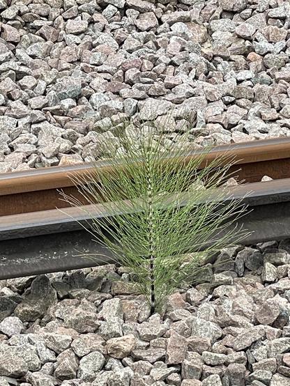 Railway track  with a single horsetail growing through the ballast gravel like a tuft of pine-tree