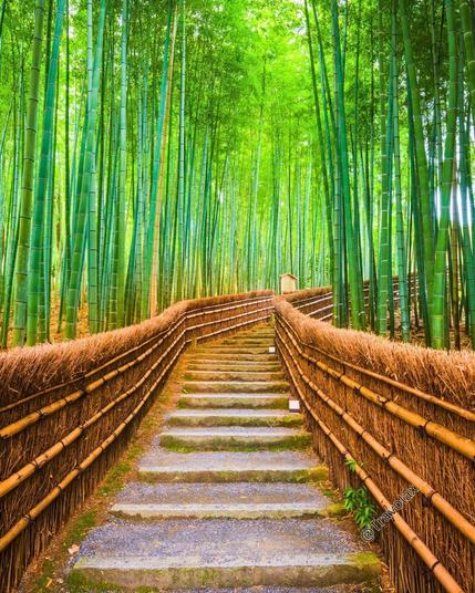 Bamboo forest in Kyoto, Japan