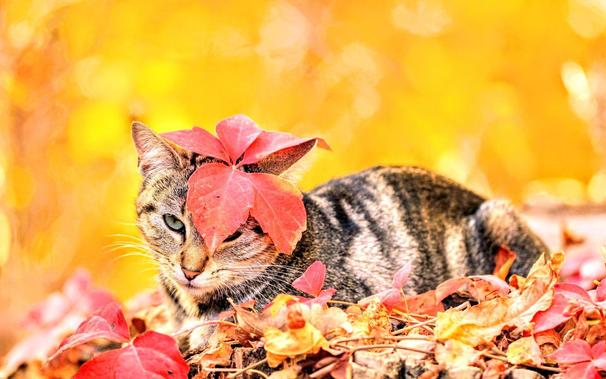 Photo of Kitty with a leaf that landed on his head 