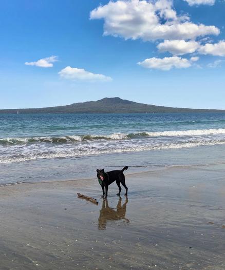 Rangitoto Island, Auckland, New Zealand.