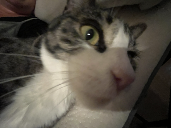Skitty