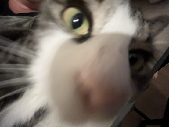Kitty (it's my cat)