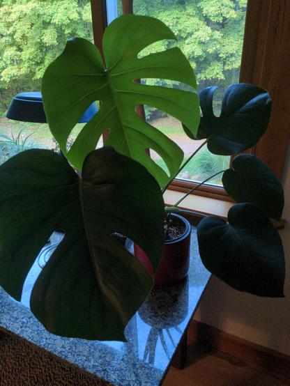 monstera deliciosa with a new well fennestrated leaf