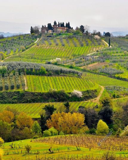 Vineyard in Tuscany, Italy