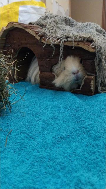 Cobaya peruana (las que parecen felpudos) olor crema mirando curiosa por la ventana roída de su casa de madera. En el suelo hay una toalla azul.