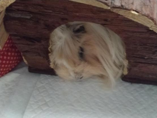 Cobaya peruana (las que perecen felpudos) color crema durmiendo dentro de su casa de madera encima de un empapador.