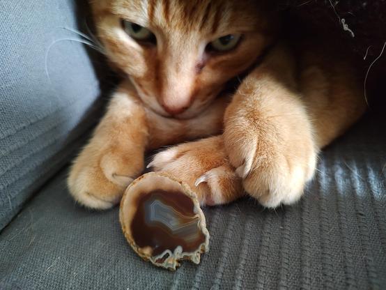 Ginger tomcat Simba presents a mineral that also served as a fossil spirit level