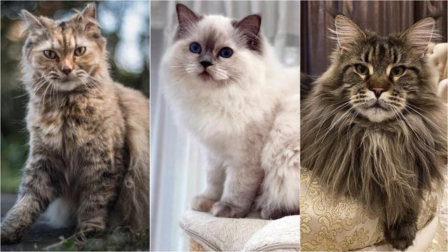 A Fascinante História dos Gatos: Origens e Comportamentos 