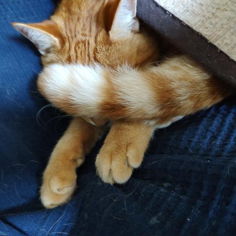 Simba is hiding his face because his humans are embarrassing