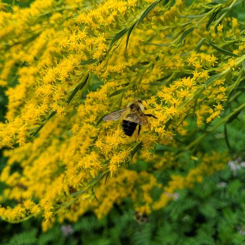 A half-black bumblebee on goldenrod flowers. The bee is yellow and black and somewhat small. It is probably a male bee.