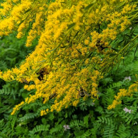 Bumblebees and locust borers on goldenrod flowers.