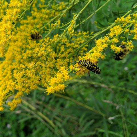 A locust borer on goldenrod flowers, it is black with yellow stripes. There are other borers and bees in the background.