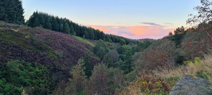 A small valley - a clough in local parlance - covered with plants and trees common to British woodlands/moorlands. Notably, on the far slope, there is a large patch of purple health and on the near side, there is a line of small rowan trees with bright red berries. The sky above is a clear soft blue but there is a patch of cloud above the valley's dip: the clouds are glowing pink.