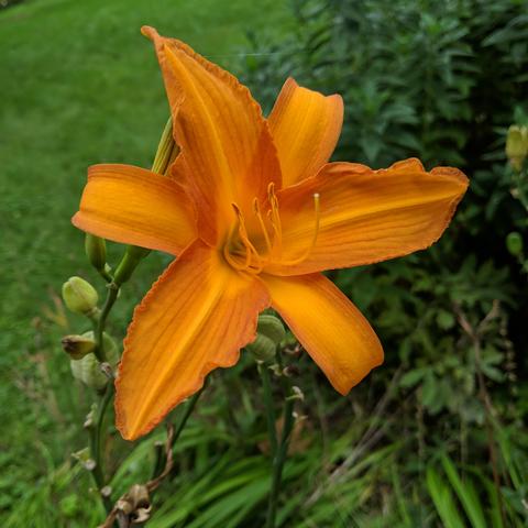 An orange daylily flower. It's a bit darker orange. It's not yellow or red. There are some daylily seed pods in the background, and lawn, and phlox foliage, and probably something poisonous like lily of the valley.