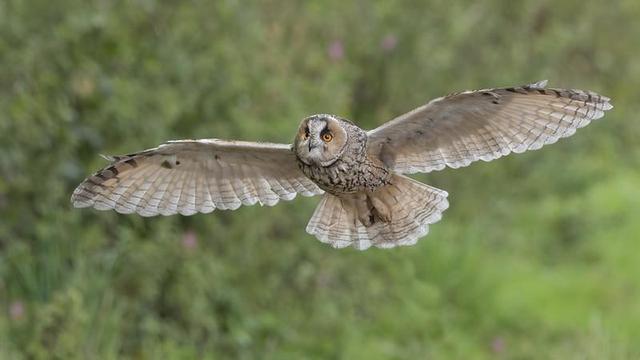 Búho chico (Asio otus) en vuelo. Foto: Caroline Legg en Flickr ( https://www.flickr.com/photos/128941223@N02/ )