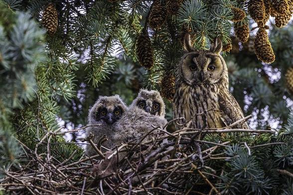 Nido de búho chico (Asio otus) con pollos. Foto: Marlis Börger en Flickr ( https://www.flickr.com/photos/123824833@N02/ )
