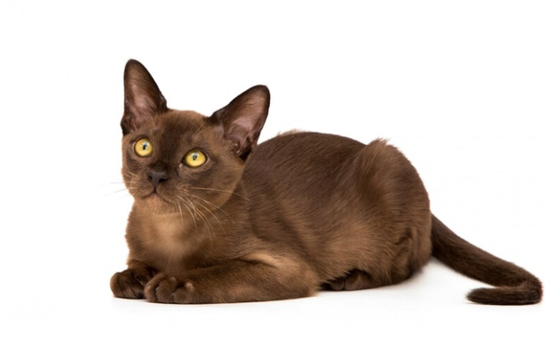 Conheça o Gato Burmês: uma raça cheia de carinho e personalidade! 