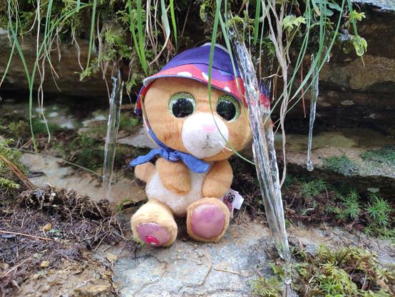 Simbalito sitting in an outcrop with fresh icicles