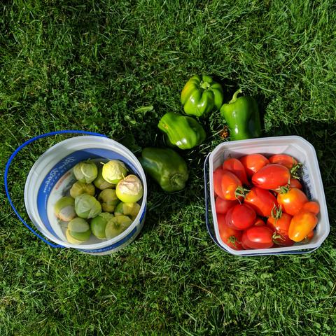 34 large green bell peppers above and between two pails. The left bucket has about a dozen tomatilloes, and the right bucket has about 4.5 pounds or 2 kg of Amish paste and San Marzano tomatoes that will be roasted and made into marinara for the peppers that will get stuffed.