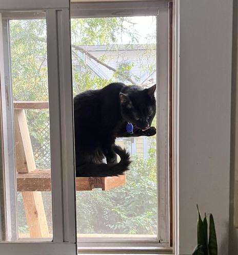 a black cat sits on a blank in an enclosed play area outside a window, facing us and licking his paw