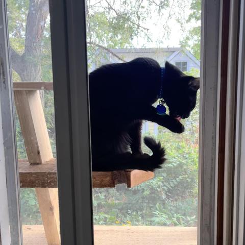 a black cat sits on a blank in an enclosed play area outside a window, licking his paw