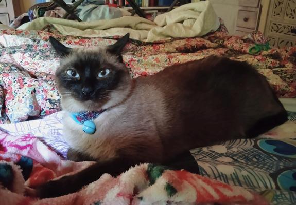 A very smug dark pointed Siamese type cat, looking a bit thin with crusty half closed blue eyes, sittimg on a pink and red fleece blanket, a piece quilt behind her. 