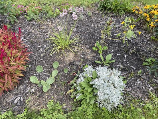 Prickly pear cactus to left in garden patch 